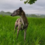Galgo Guareña , 04/2017, ca. 63 cm, 53639 Königswinter