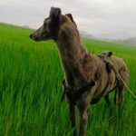 Galgo Guareña , 04/2017, ca. 63 cm, 53639 Königswinter