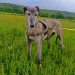 Galgo Guareña , 04/2017, ca. 63 cm, 53639 Königswinter
