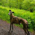 Galgo Guareña , 04/2017, ca. 63 cm, 53639 Königswinter