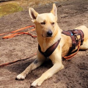 Podenco Mischling Guindilla, 03/2019, ca. 52 cm, 46049 Oberhausen