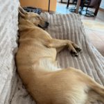 Podenco Mischling Guindilla, 03/2019, ca. 52 cm, 46049 Oberhausen