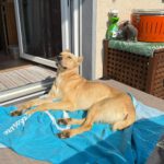 Podenco Mischling Guindilla, 03/2019, ca. 52 cm, 46049 Oberhausen