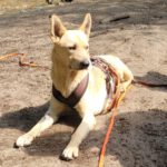 Podenco Mischling Guindilla, 03/2019, ca. 52 cm, 46049 Oberhausen