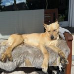 Podenco Mischling Guindilla, 03/2019, ca. 52 cm, 46049 Oberhausen