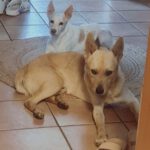 Podenco Mischling Guindilla, 03/2019, ca. 52 cm, 46049 Oberhausen