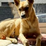 Podenco Mischling Guindilla, 03/2019, ca. 52 cm, 46049 Oberhausen