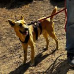 Podenco Mischling Guindilla, 03/2019, ca. 52 cm, 46049 Oberhausen