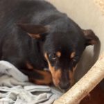 Pinscher Mischling Jenna, 01/2025, ca. 38 cm