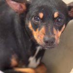 Pinscher Mischling Jenna, 01/2025, ca. 38 cm