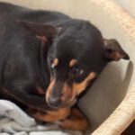 Pinscher Mischling Jenna, 01/2025, ca. 38 cm