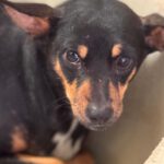 Pinscher Mischling Jenna, 01/2025, ca. 38 cm