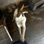 Podenco Mischling Jerome, 04/2024, ca. 45 cm