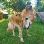 Mischling Jerzy, 07/2015, ca. 50 cm, 14482 Potsdam-Babelsberg