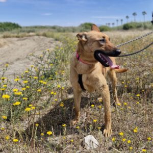 Malinois Podenco Mischling Kala, 02/2025, ca. 50 cm