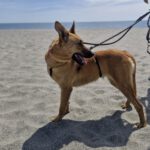 Malinois Podenco Mischling Kala, 02/2025, ca. 50 cm