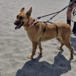 Malinois Podenco Mischling Kala, 02/2025, ca. 50 cm