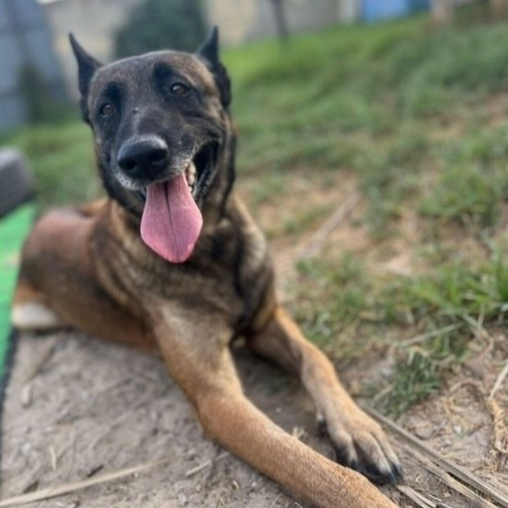 Malinois Kenny, 12/2022, ca. 69 cm
