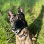 Malinois Kenny, 12/2022, ca. 69 cm