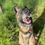 Malinois Kenny, 12/2022, ca. 69 cm