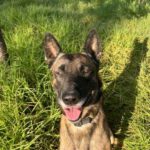 Malinois Kenny, 12/2022, ca. 69 cm