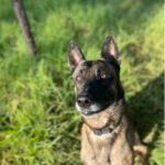 Malinois Kenny, 12/2022, ca. 69 cm