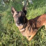 Malinois Kenny, 12/2022, ca. 69 cm