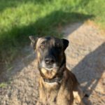 Malinois Kenny, 12/2022, ca. 69 cm