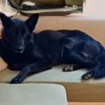 Schäferhund Mischling King, 07/2022, ca. 65 cm