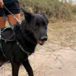 Schäferhund Mischling King, 07/2022, ca. 65 cm