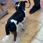 Bodeguero (mischling?) Leo, 04/2023, ca. 33 cm