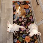 Podenco Xarnego Linda, 05/2024, ca. 50 cm, 79862 Höchenschwand