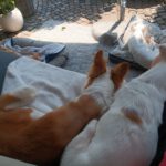 Podenco Xarnego Linda, 05/2024, ca. 50 cm, 79862 Höchenschwand
