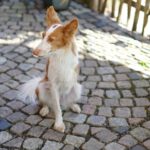 Podenco Xarnego Linda, 05/2024, ca. 50 cm, 79862 Höchenschwand
