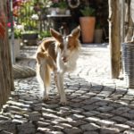 Podenco Xarnego Linda, 05/2024, ca. 50 cm, 79862 Höchenschwand