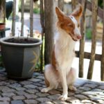Podenco Xarnego Linda, 05/2024, ca. 50 cm, 79862 Höchenschwand