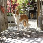 Podenco Xarnego Linda, 05/2024, ca. 50 cm, 79862 Höchenschwand
