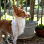 Podenco Xarnego Linda, 05/2024, ca. 50 cm, 79862 Höchenschwand