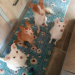 Podenco Xarnego Linda, 05/2024, ca. 50 cm, 79862 Höchenschwand