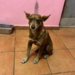 Podenco Lobita, 02/2022, ca. 45 cm