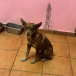 Podenco Lobita, 02/2022, ca. 45 cm