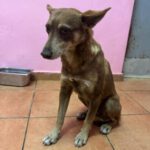 Podenco Lobita, 02/2022, ca. 45 cm