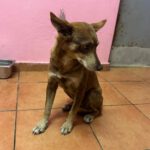 Podenco Lobita, 02/2022, ca. 45 cm