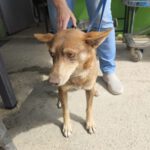 Podenco Lobita, 02/2022, ca. 45 cm