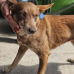 Podenco Lobita, 02/2022, ca. 45 cm