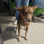 Podenco Lobita, 02/2022, ca. 45 cm