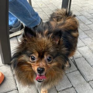 Pomeranian Loli, 05/2023, ca. 30 cm, 66125 Saarbrücken