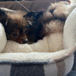 Pomeranian Loli, 05/2023, ca. 30 cm, 66125 Saarbrücken