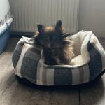 Pomeranian Loli, 05/2023, ca. 30 cm, 66125 Saarbrücken