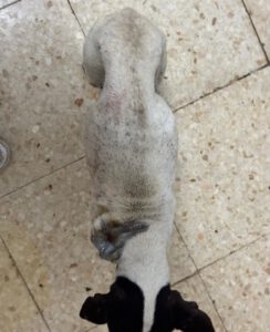 Bodeguero Mischling Loto, 04/2016, ca. 40 cm